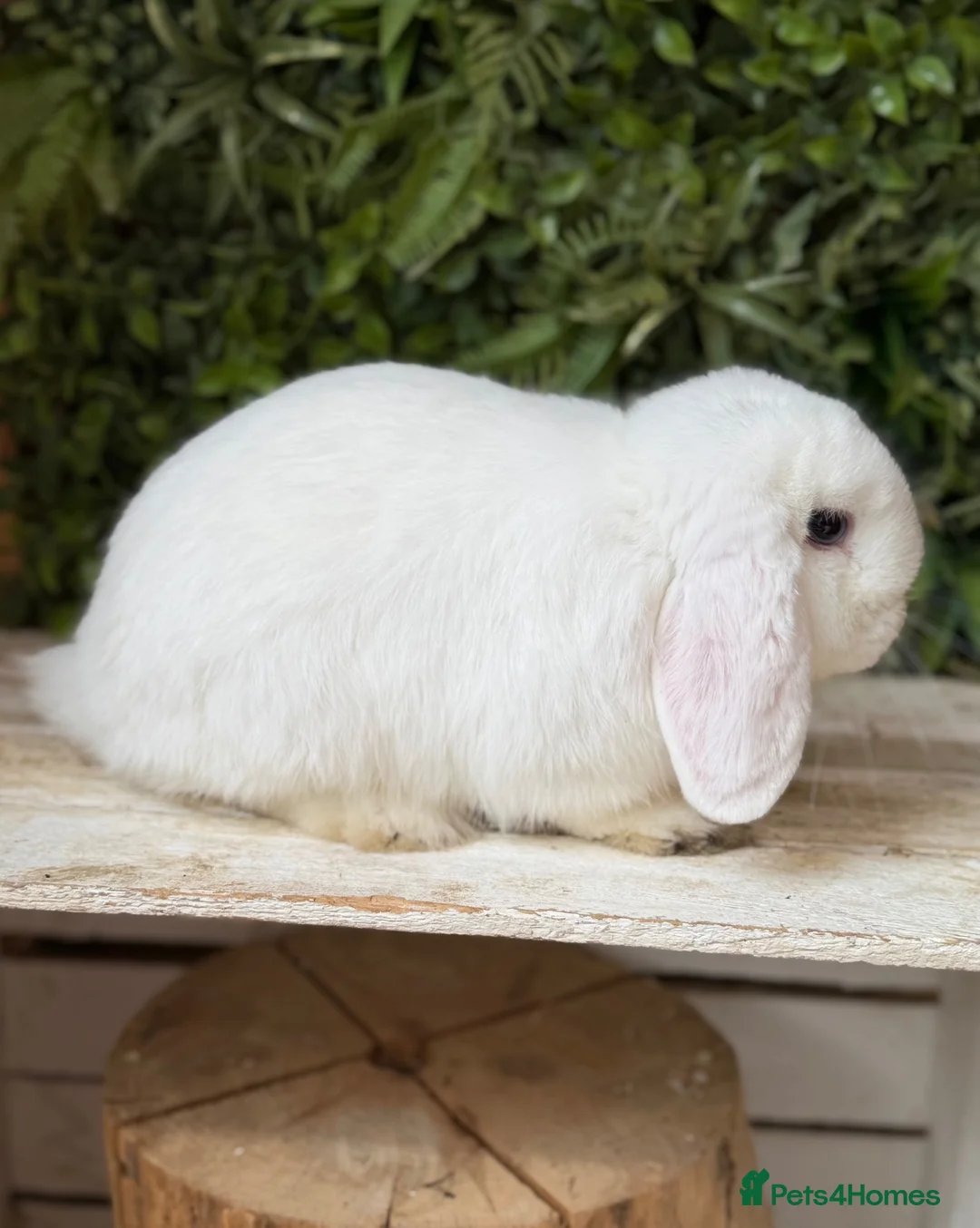 Mini Lop rabbits for sale: Mini lop buck  - Advert 2