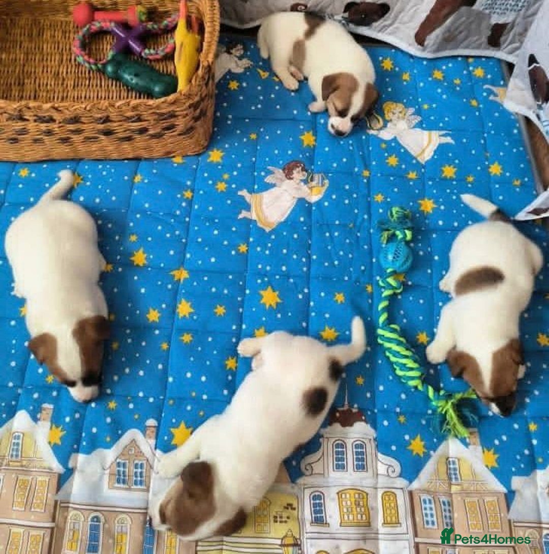 Jack Russell dogs for sale: Jack Russell puppies  - Advert 2