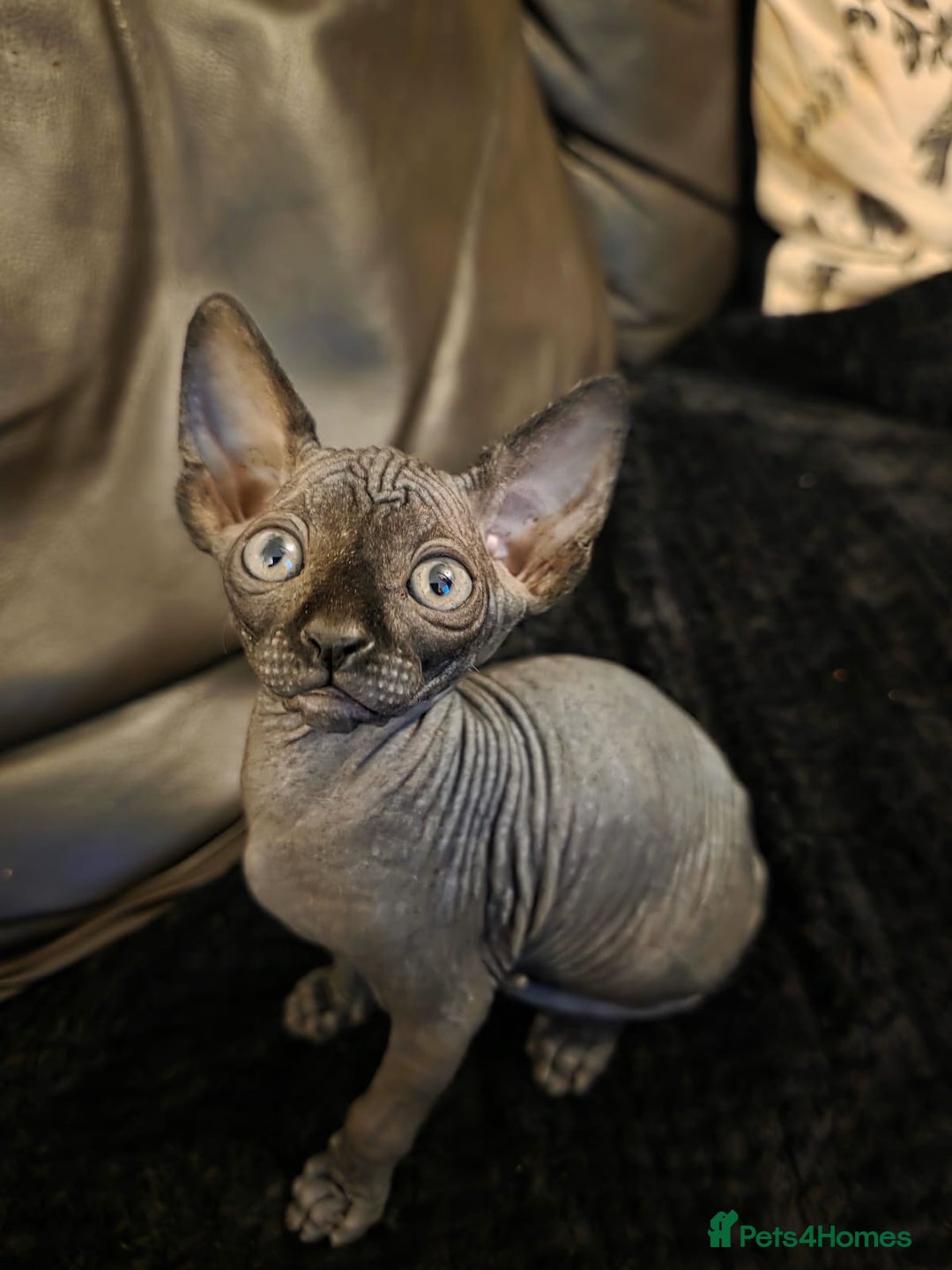 Sphynx cats for sale: ✨ Gorgeous Chunky Sphynx Kittens – Ready Soon! ✨ - Advert 8