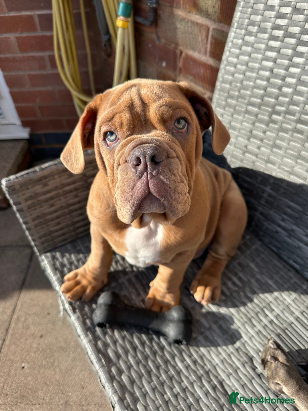 Olde English Bulldogge dogs for sale: 2 male gorgeous olde English Bulldogs - Advert 3