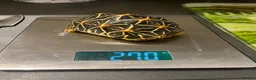 Tortoise reptiles for sale: Three Indian Star Tortoise  in Taunton - Advert 3