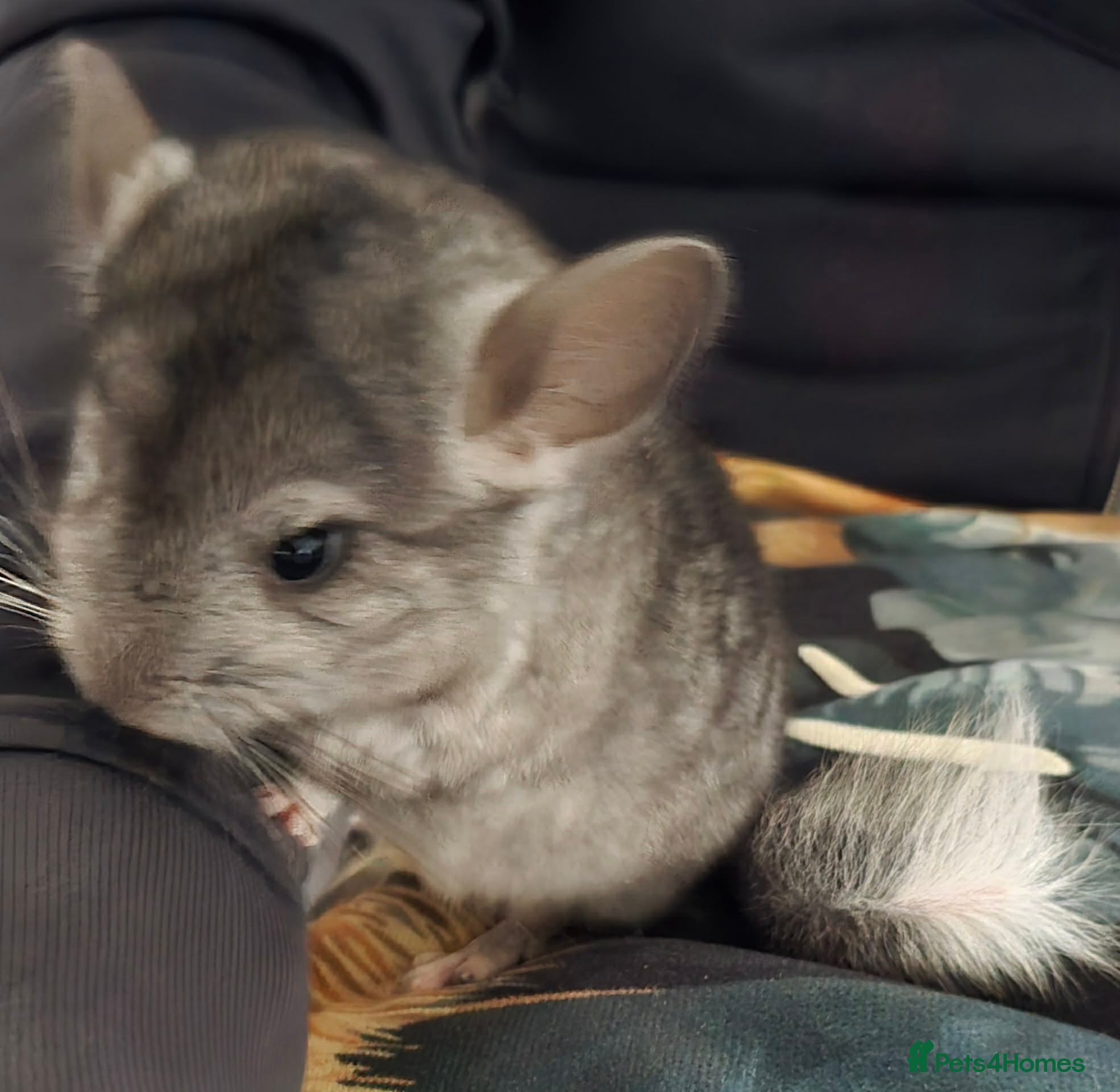Chinchilla rodents TAME AND HANDLED DAILY CHINCHILLA FOR SALE  - Advert 1