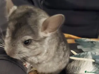 Chinchilla rodents TAME AND HANDLED DAILY CHINCHILLA FOR SALE - Advert 1