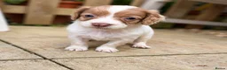 Cockapoo dogs for sale: F2 Merle apricot red and white Cockapoo puppies ❤️ in Godalming - Advert 9