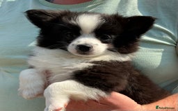 Pomchi dogs for sale: Pomchi - Image 5