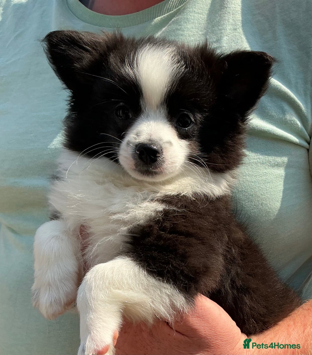 Pomchi dogs for sale: Pomchi - Image 5