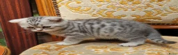 Scottish Fold cats for sale: Scottish fold/straight snow leopards  - Advert 16