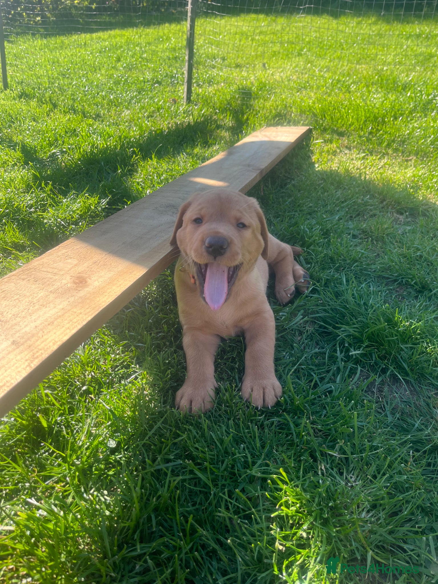 Labrador Retriever dogs for sale: Stunning Labrador pups - Advert 7