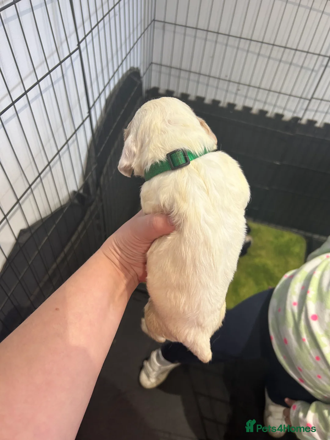 Cocker Spaniel dogs for sale: kC reg cocker spaniel pups - Advert 7