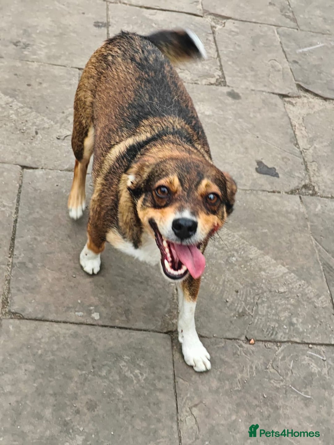 Mixed Breed dogs for adoption: 💙🐶 CHICO 🐶💙 - Image 17