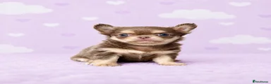 Fridstail Bimba
