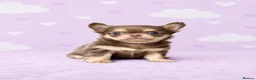Chihuahua dogs for sale: Exceptional Pups Available to a Loving Forever 🏡  - Advert 1