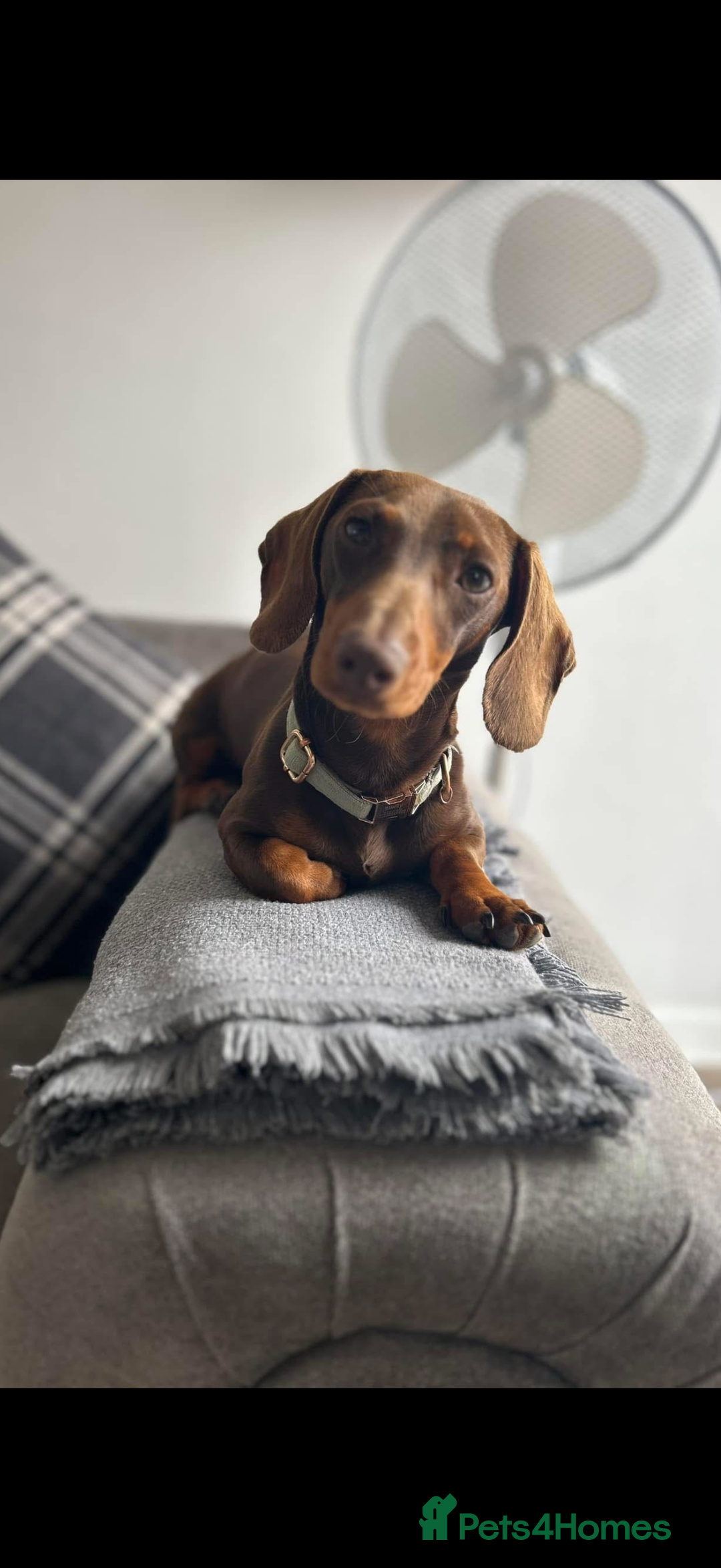 Miniature Dachshund dogs for stud: Miniature dachshund  - Advert 1