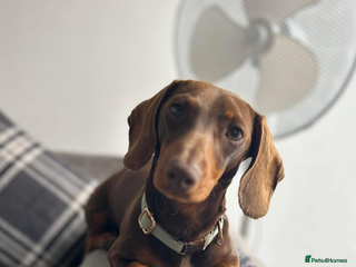 Miniature Dachshund dogs Miniature dachshund - Advert 1