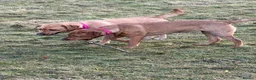 Labrador Retriever dogs for sale: Pedigree Puppies from a Family Home - Advert 27