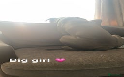 Cane Corso dogs for sale: 2 year old cane corso - Image 2