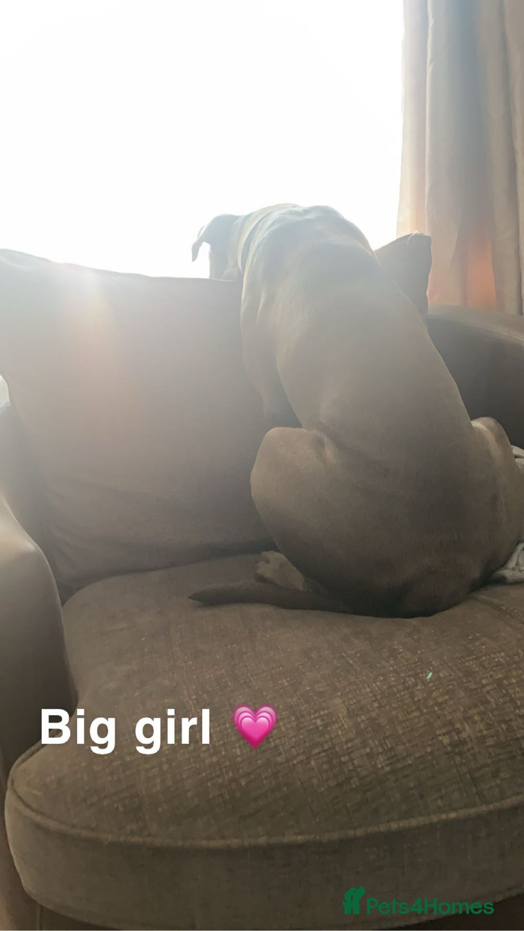Cane Corso dogs for sale: 2 year old cane corso - Image 2