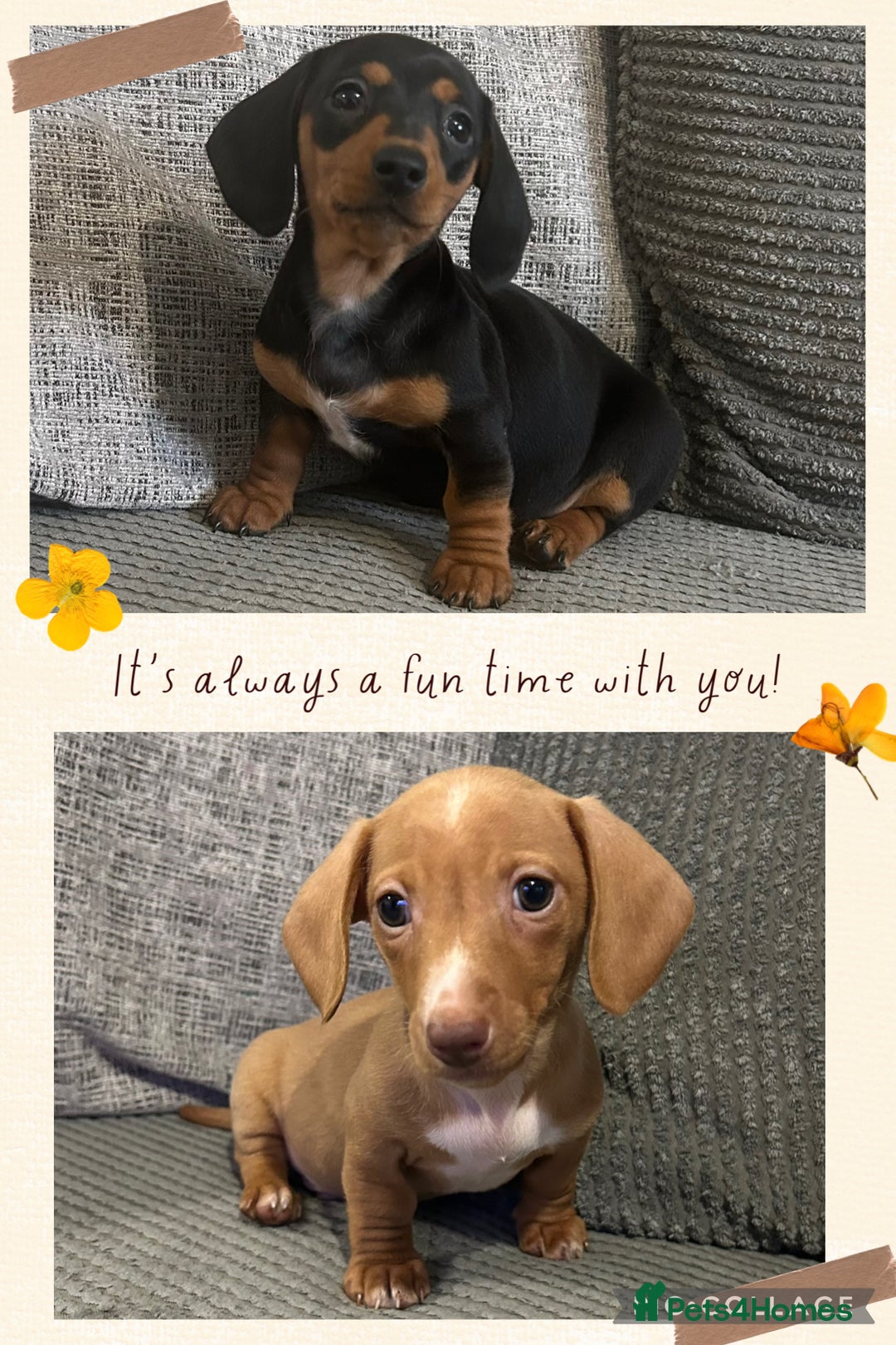 Miniature Dachshund dogs for sale: 1 boy left Ready to leave  - Advert 1