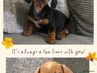 Miniature Dachshund dogs 3 left Ready to leave - Advert 8