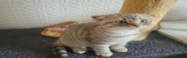 Scottish Fold boy 2