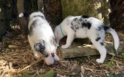 Border Collie dogs for sale: Beautiful Blue Merle collie  - Image 2
