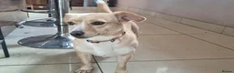Mixed Breed dogs for adoption: Klara, Gentle Girl Looking for a Patient Home - Advert 4