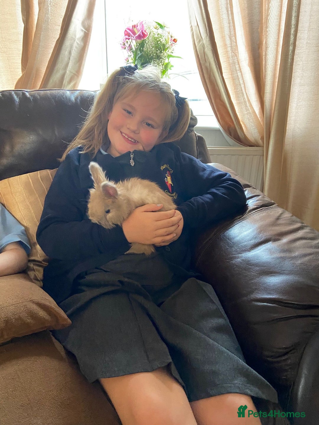 Angora rabbits for sale: French Imported Pedigree English Angoras - Advert 33