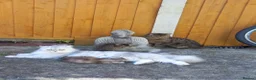 Mixed Breed cats for sale: Mum is Persian Cincilla  in Thornton Heath - Advert 1