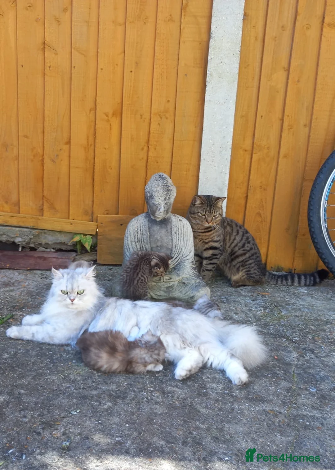 Mixed Breed cats for sale: Mum is Persian Cincilla  in Thornton Heath - Advert 1