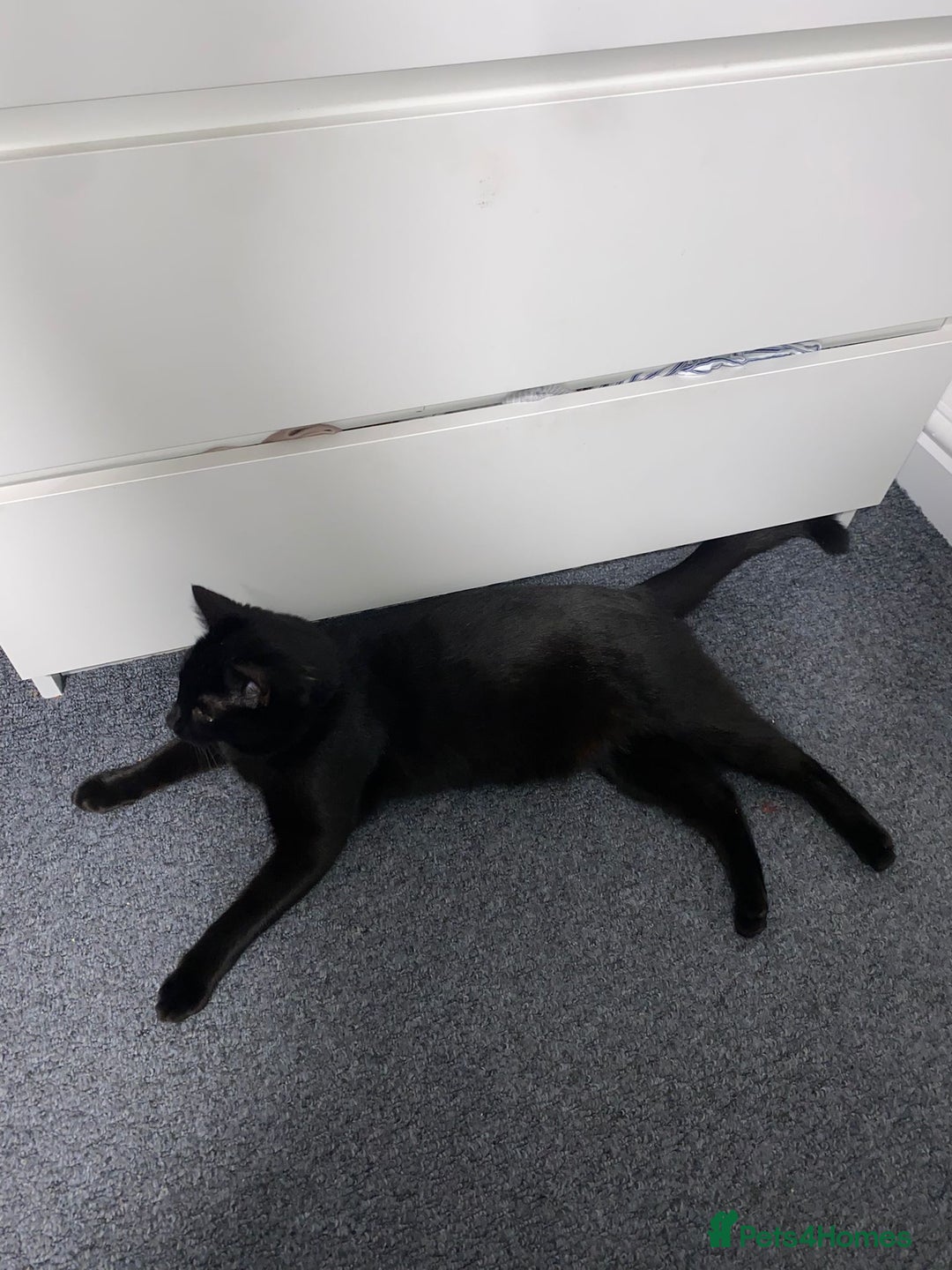 Mixed Breed cats for sale: 2 loving 6 months cats ready to find forever home  - Advert 2