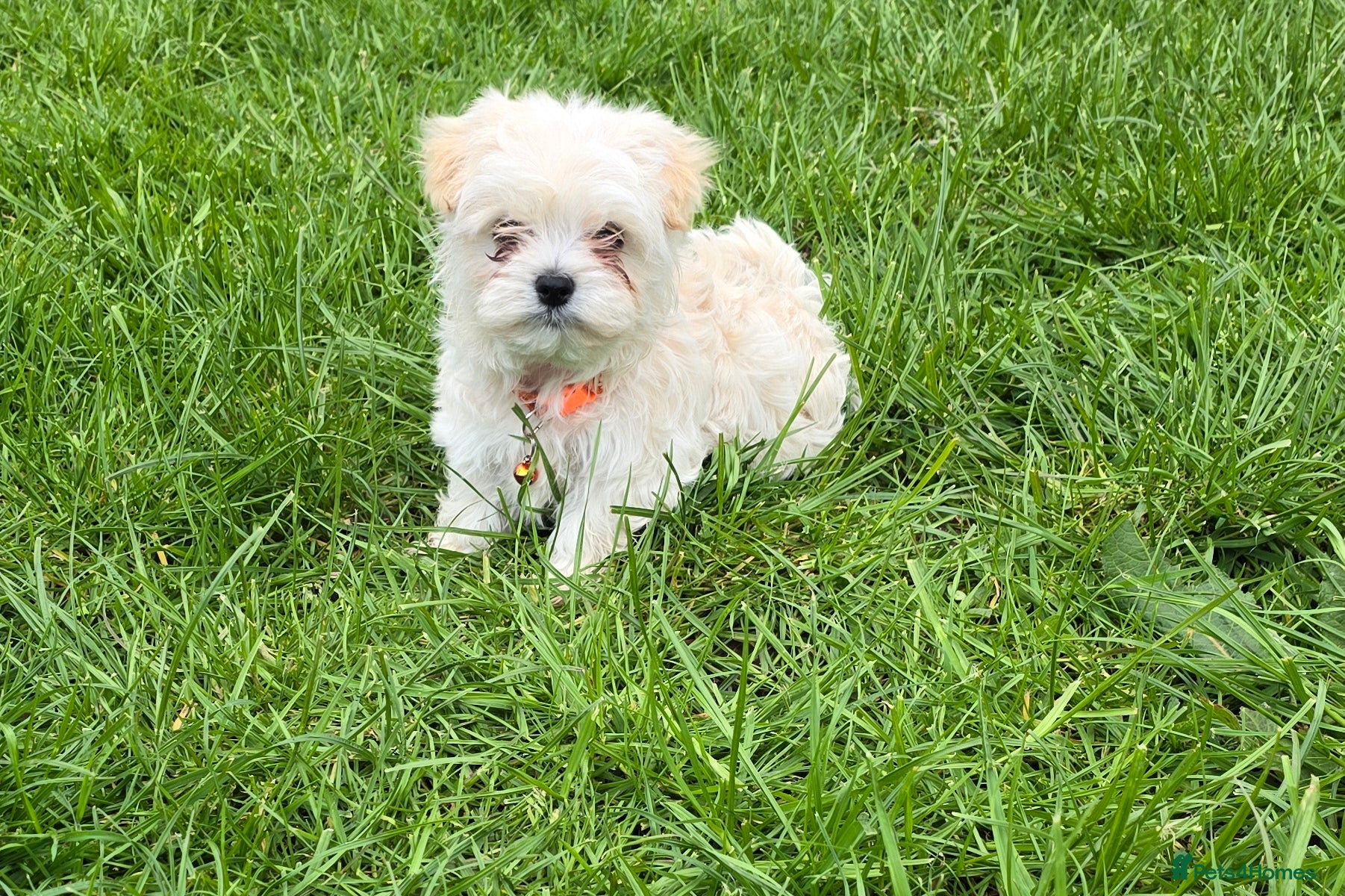 Maltipoo dogs  Extra small Korean Toy Maltipoo baby's  - Advert 2