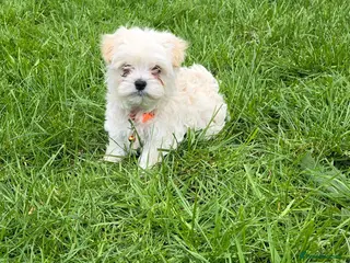 Maltipoo dogs Extra small Korean Toy Maltipoo baby's - Advert 2