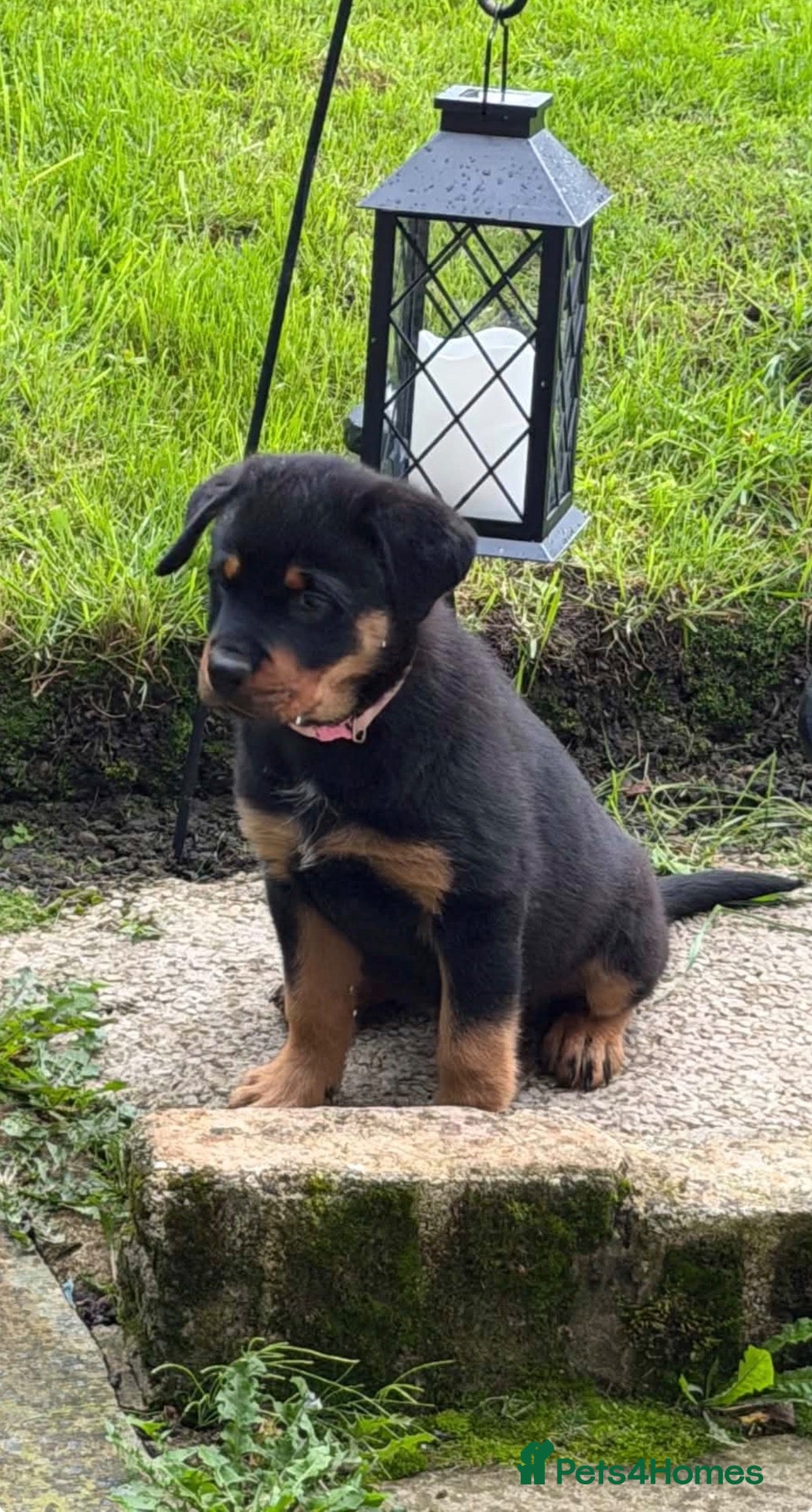 Rottweiler dogs Female Rottweiler 🩷 - Advert 1