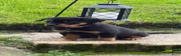 Rottweiler dogs for sale: Female Rottweiler 🩷 - Advert 1