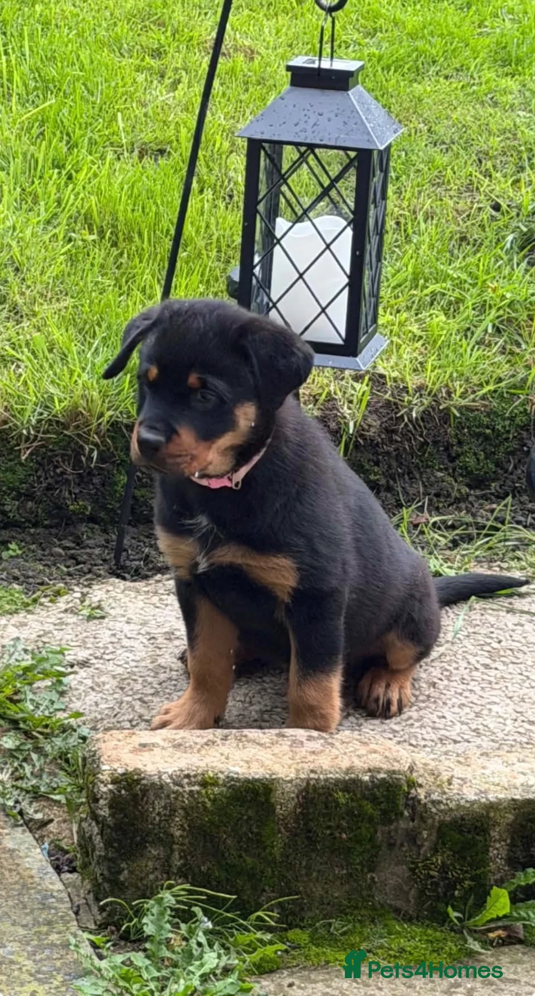 Rottweiler dogs for sale: Female Rottweiler 🩷 - Advert 1