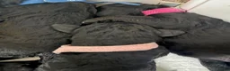 Standard Poodle dogs for sale: West London Standard Poodles - Advert 16