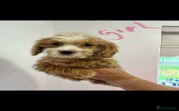 Cockapoo dogs for sale: Working cocker x cockapoo  puppies  - Image 2