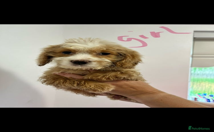 Cockapoo dogs - Advert 6