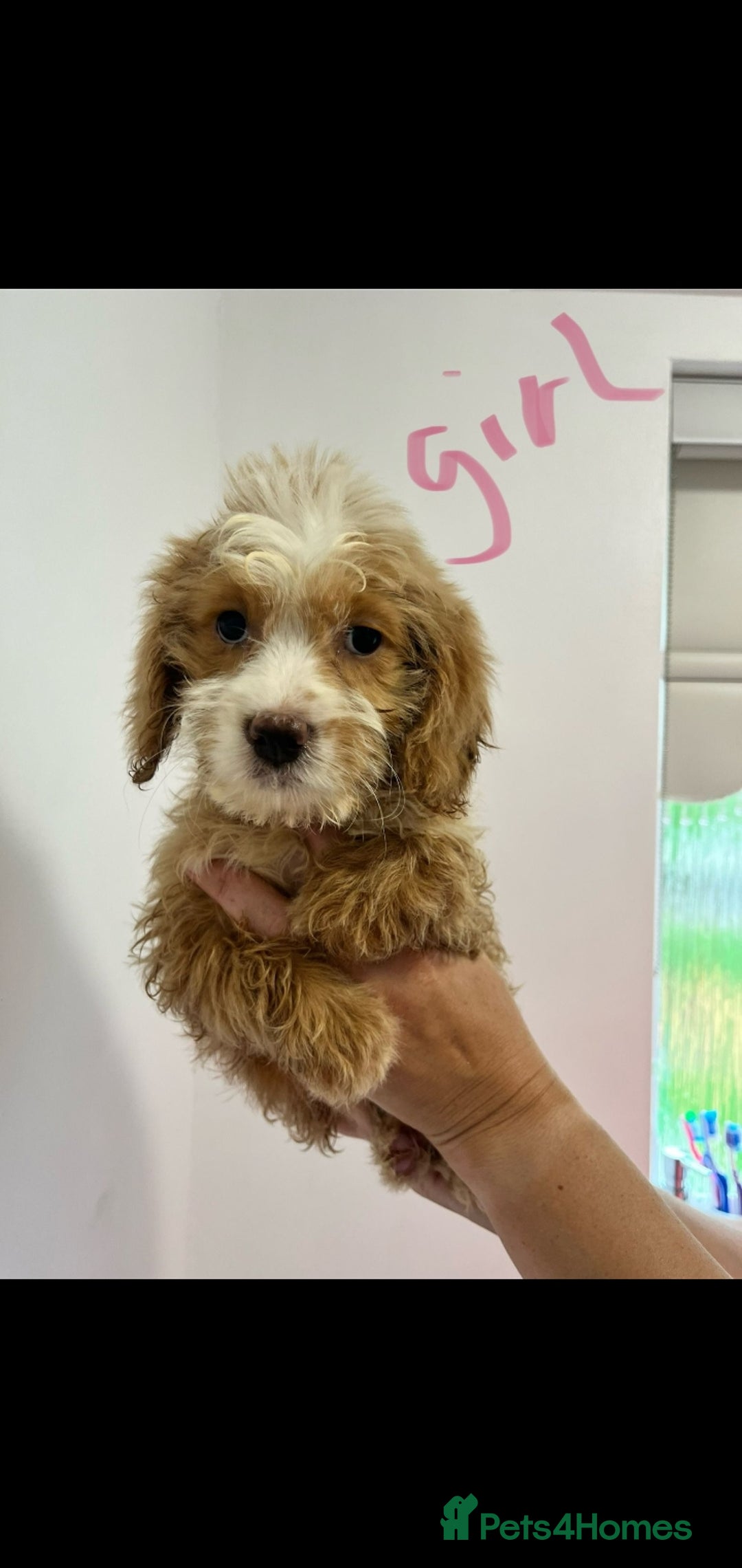 Cockapoo dogs for sale: Working cocker x cockapoo  puppies  - Image 2