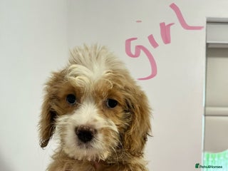 Cockapoo dogs - Advert 12