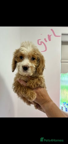 Cockapoo dogs - Advert 5