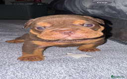 English Bulldog dogs for sale: English bulldog puppies - Image 2