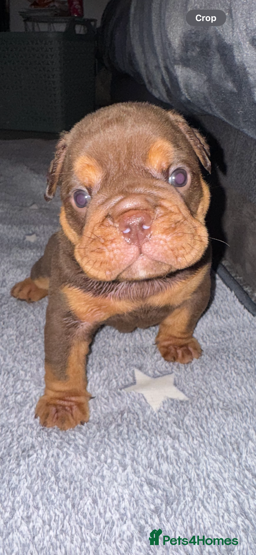 English Bulldog dogs for sale: English bulldog puppies - Image 2
