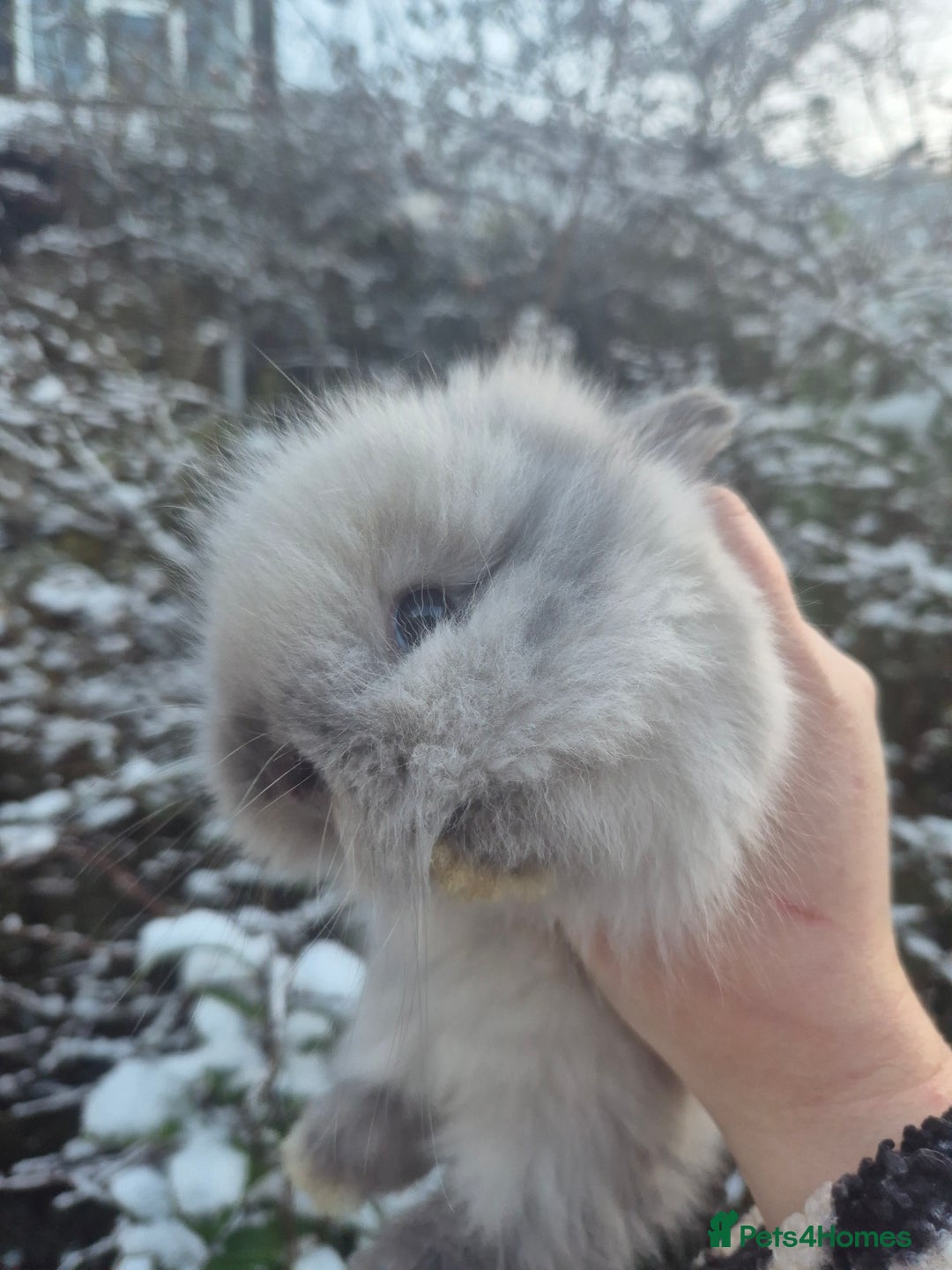 Angora rabbits for sale: 💖💙Ready in 2 weeks- Blue harli teddydwerg💙💖 - Advert 23