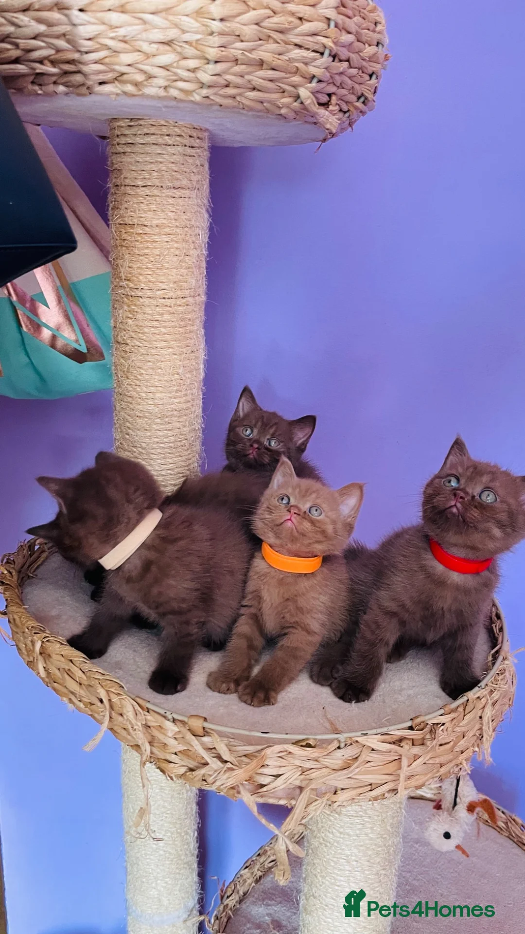 British Shorthair cats for sale: Beautiful litter of chocolate/cinnamon bsh boys - Advert 2