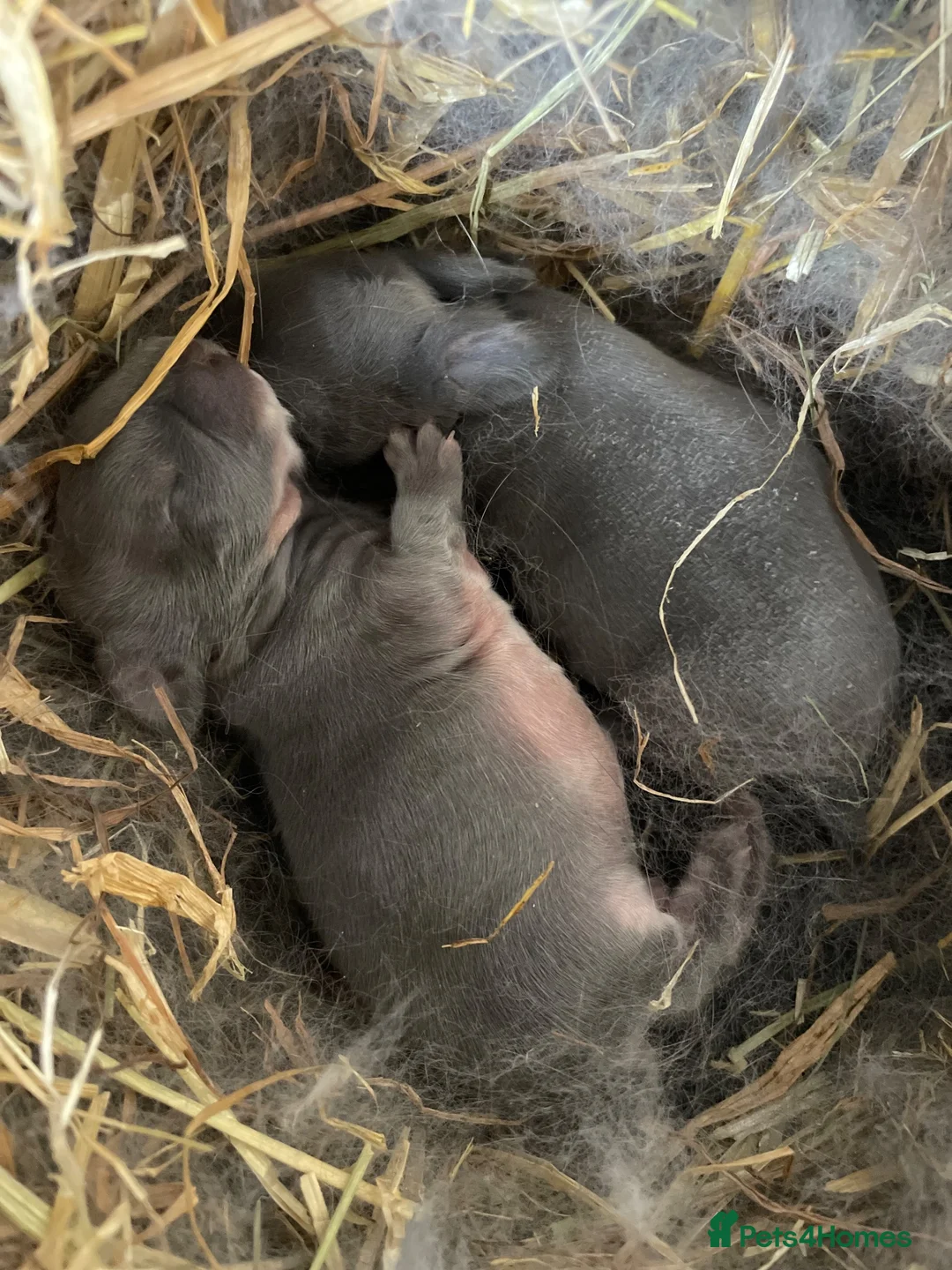 Mixed Breed rabbits for sale: Mininlop x Holland lop bunnies - Advert 6
