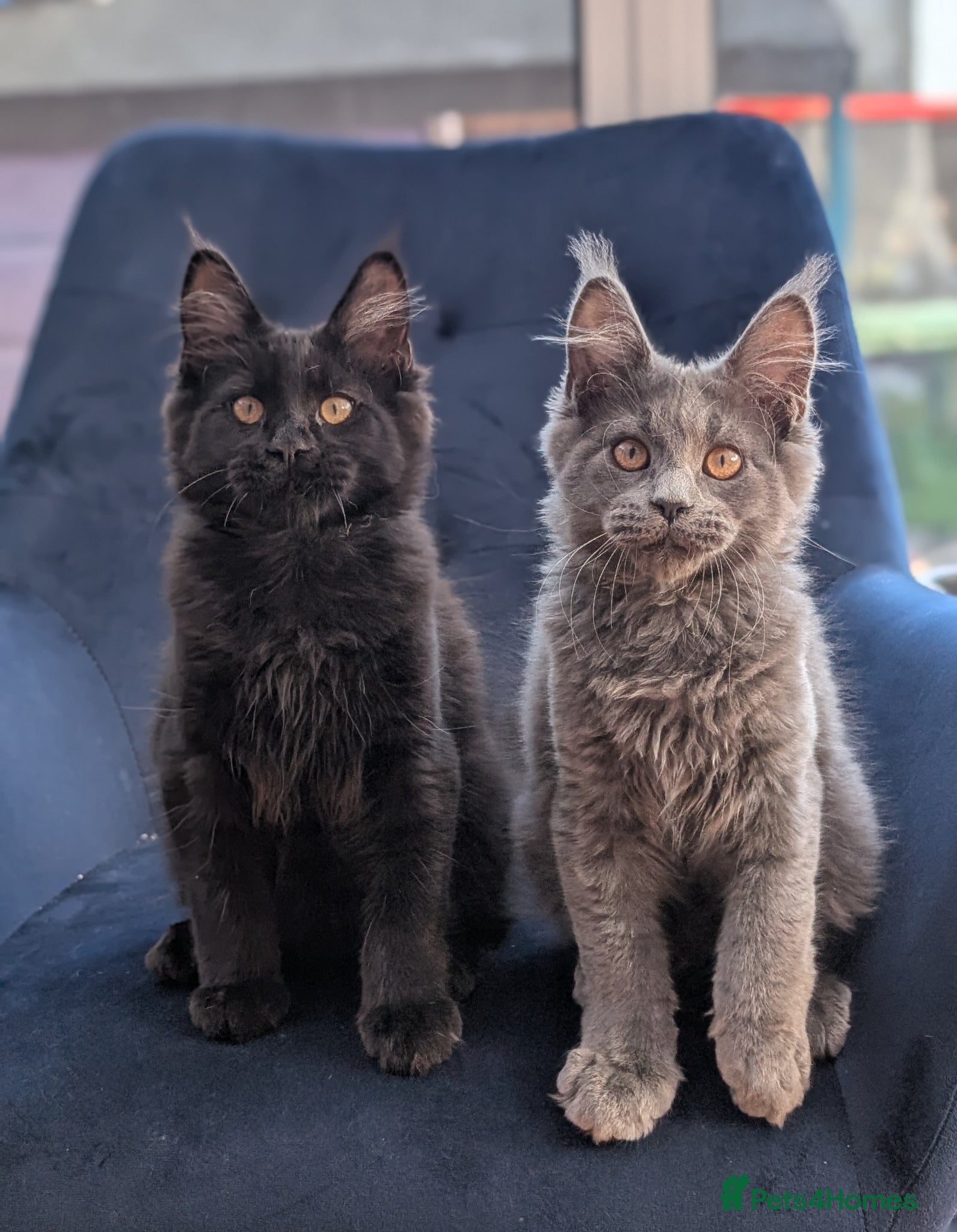 Maine Coon cats Pedigree Maine coons kittens Tica registered - Advert 1