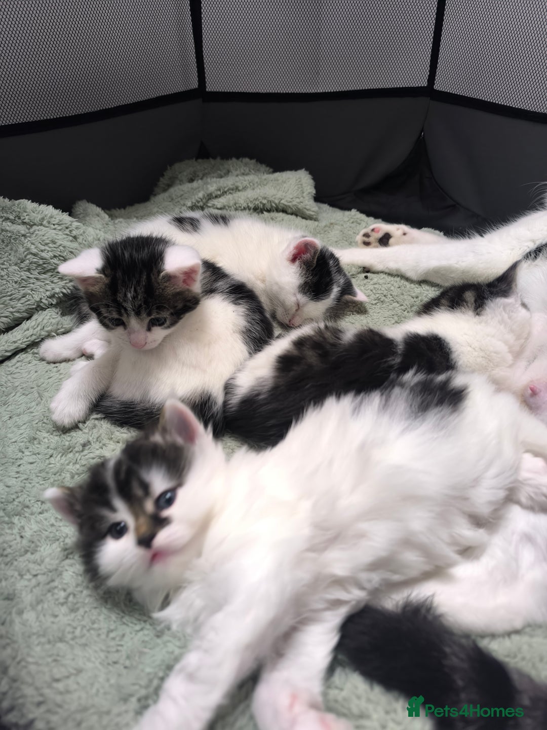 Mixed Breed cats for sale: Beautiful kittens are looking for a new family. - Advert 3