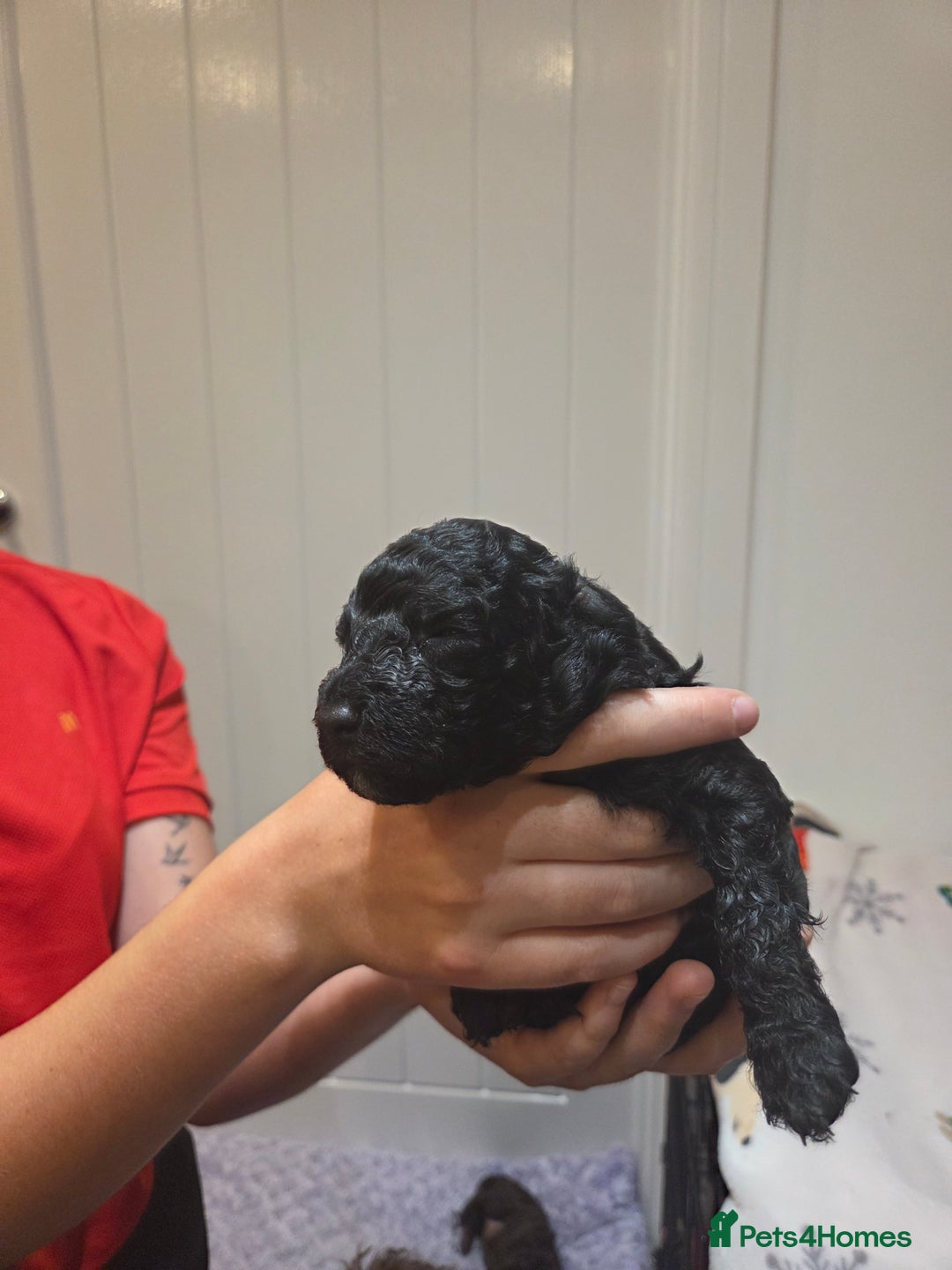 Cockapoo dogs for sale: Cockapoo  - Image 6