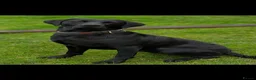Labrador Retriever dogs for sale: 2 KC Chunky Black Labrador Puppies  - Advert 4